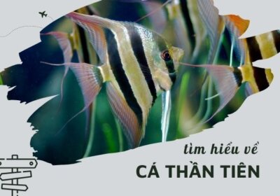 ảnh đại diện cá thần tiên