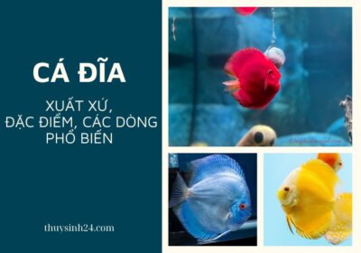 ảnh đại diện cá đĩa