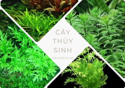 ảnh bìa các loại cây thủy sinh