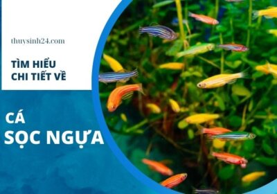 ảnh đại diện cá sọc ngựa