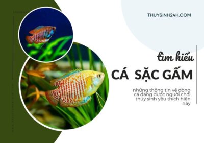 ảnh bìa cá sặc gấm