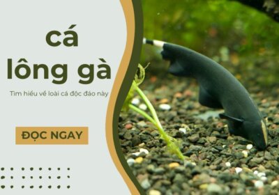 ảnh đại diện cá lông gà