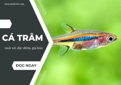 ảnh bìa cá trâm