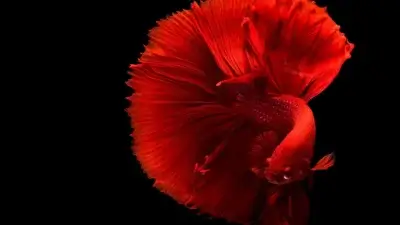 Cá betta trong bể cá cảnh