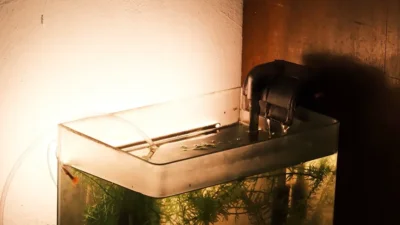 Cá guppy màu sắc đẹp trong bể