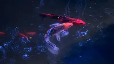 Cá chép phi tần (butterfly koi) bơi trong hồ nước trong xanh