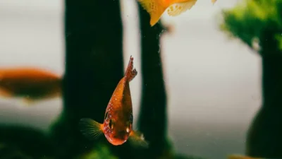 Cát nền cho bể cá thủy sinh