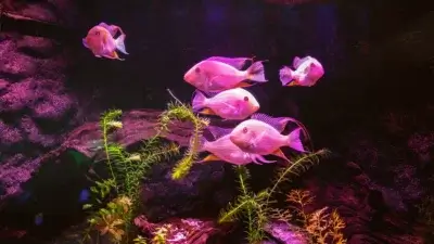 Đèn LED cho bể cá 60cm