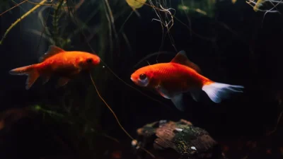 Máy lọc cho bể cá 1m