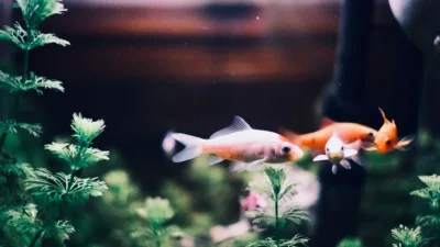 Thay nước bể cá đúng cách