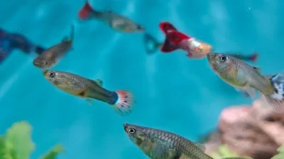 Thức ăn cho cá cảnh các loại